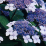 Hydrangea macrophylla 'Blue Wavy' .png